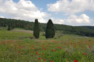 מסלול טיול בעמק השלום - עמק השניים – רמות מנשה