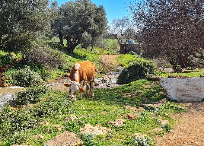 מפלי פרוד נחל צלמון עליון