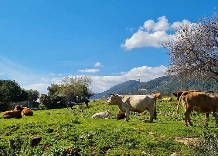 מפלי פרוד נחל צלמון עליון