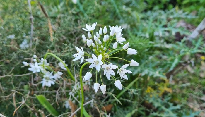 שמורת הטבע אלוני אבא – שביל אלוני אבא