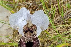 שמורת הטבע אירוס נצרתי – נצרת עלית נוף הגליל