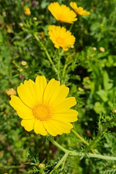 בריכת המנחת פארק המטוס - נחל עיון