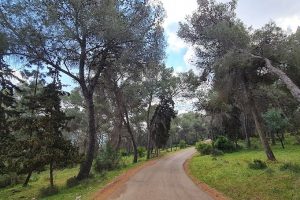 דרך נוף יער בית קשת מסלולים ותצפיות – נוף התבור