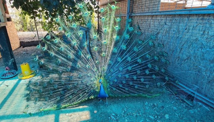 כפר הארנבונים חוות נגר – בית לחם הגלילית