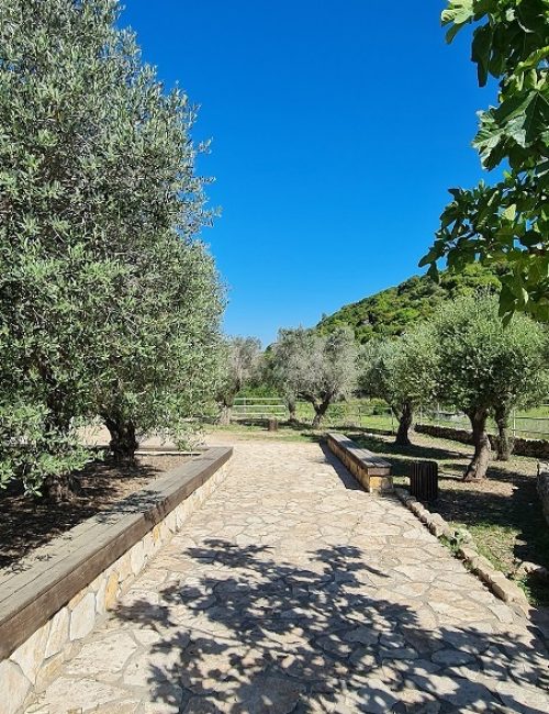 מעיין הכפר הדרוזי – עין אל בלד בעוספיא