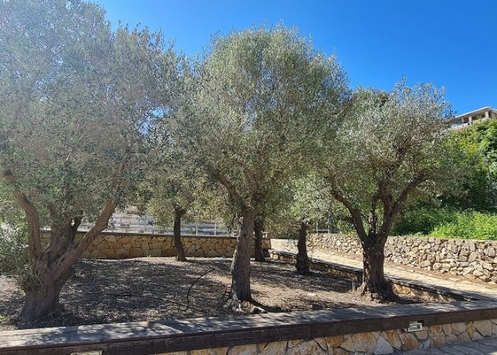 מעיין הכפר הדרוזי – עין אל בלד בעוספיא