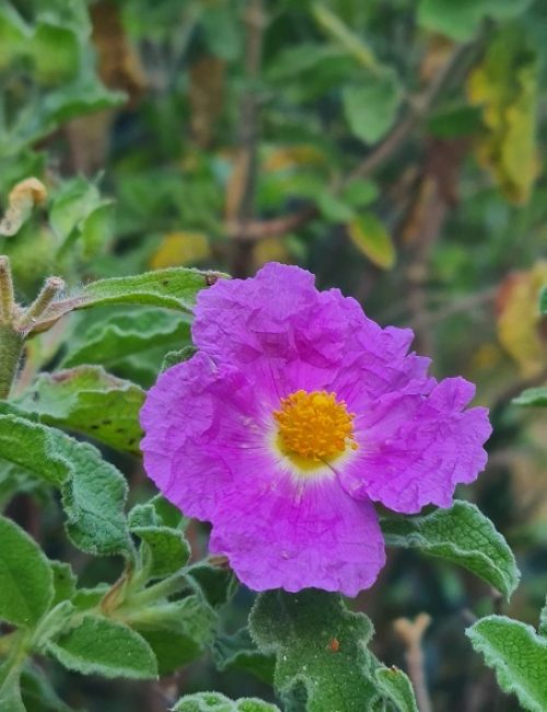 נחל שיח בוסתן כיאט חיפה