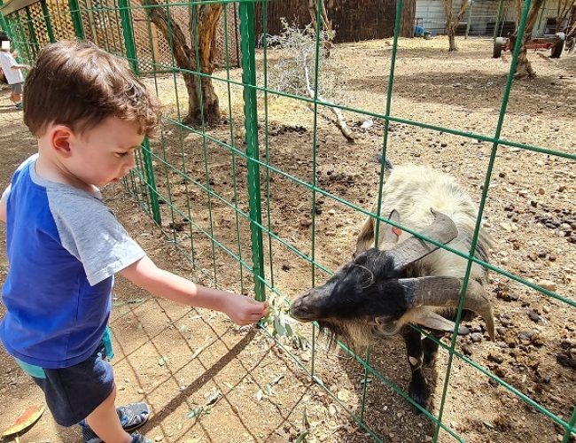 החווה בגליל – המקום הכי מיוחד שיש בגליל