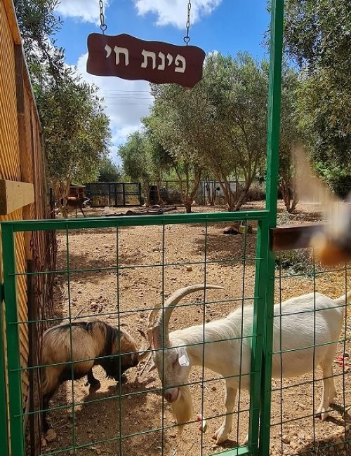 החווה בגליל – המקום הכי מיוחד שיש בגליל