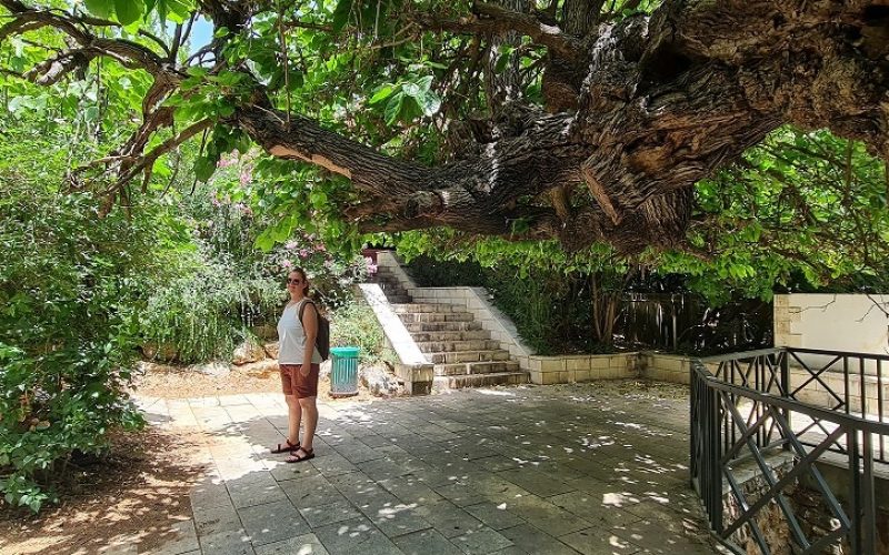 פארק מעיין המושבה במטולה