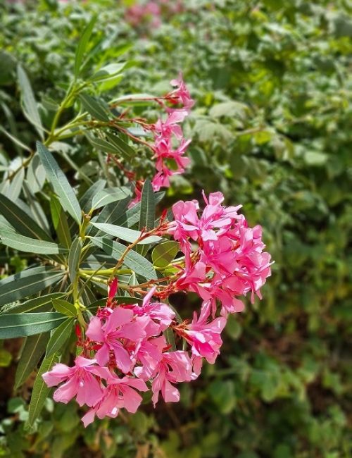 פארק מעיין המושבה במטולה