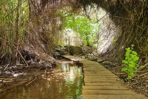 עמק הנהר הנעלם – נחל קורן קיבוץ הגושרים