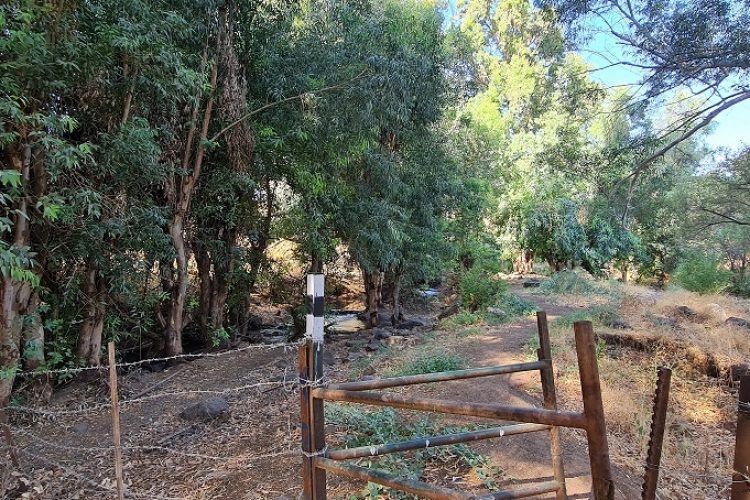 שמורת טבע נחל יבניאל - חורשת אקליפטוסים לצד נחל זורם