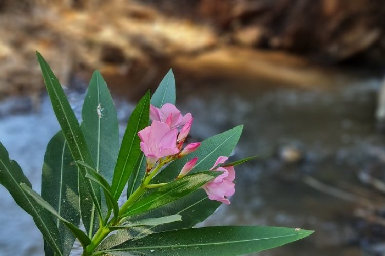 שמורת טבע נחל יבניאל - חורשת אקליפטוסים לצד נחל זורם