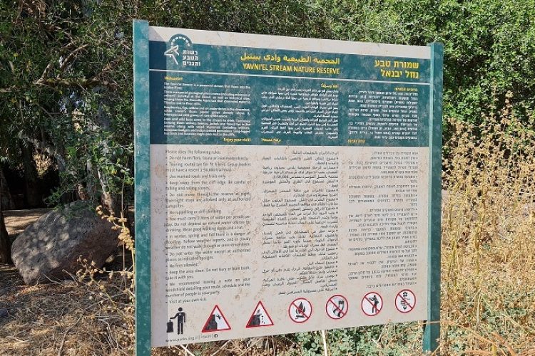 שמורת טבע נחל יבניאל - חורשת אקליפטוסים לצד נחל זורם