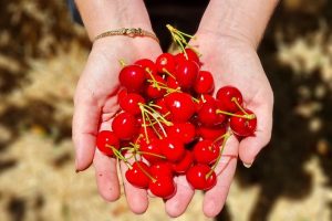 קטיף דובדבנים הסוס והדובדבן