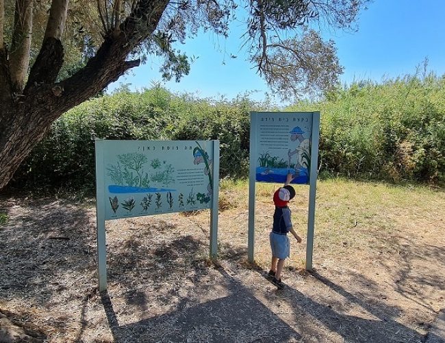 שמורת הטבע מג'רסה