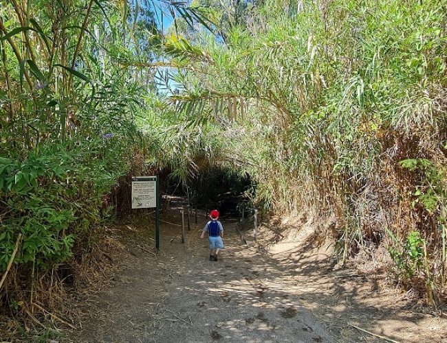 שמורת הטבע מג'רסה