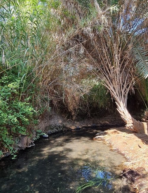 שמורת הטבע מג'רסה