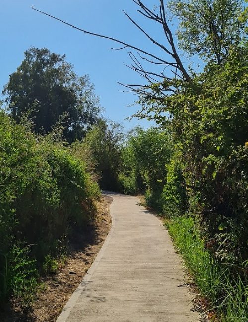 שמורת הטבע מג'רסה