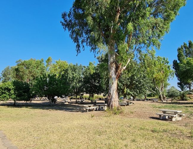 שמורת הטבע מג'רסה