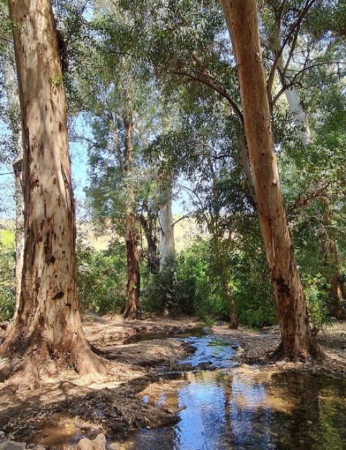 עין ירדה נחל מחניים חרבת ירדה