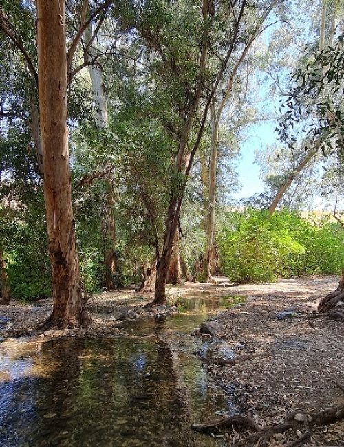 עין ירדה נחל מחניים חרבת ירדה