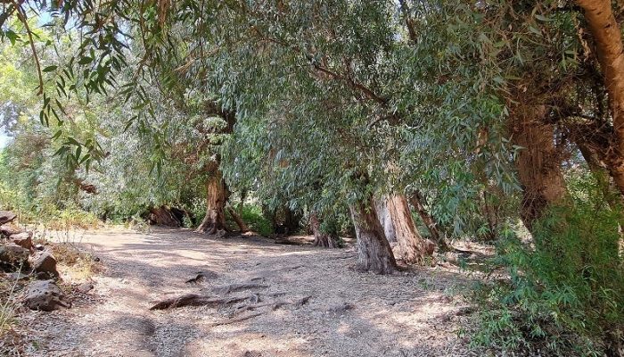 עין ירדה נחל מחניים חרבת ירדה
