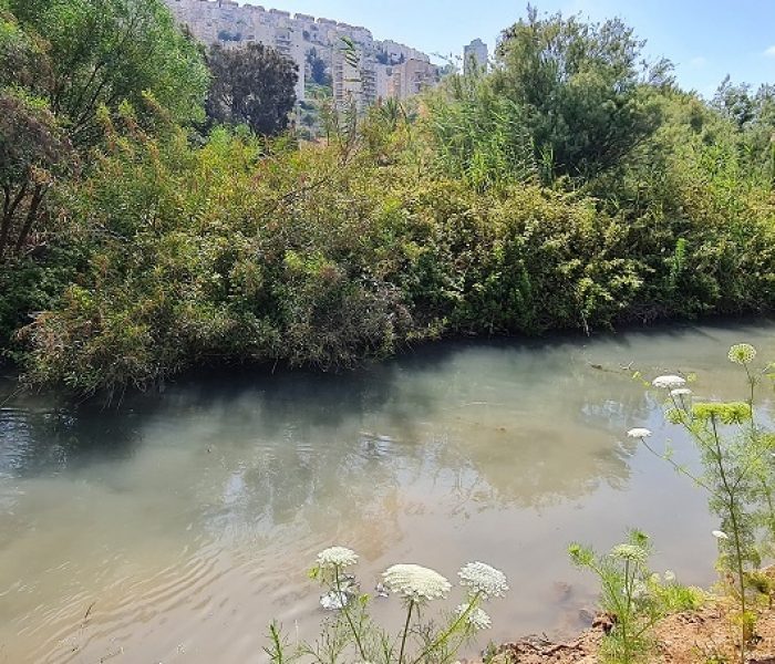 נחל סעדיה – פנינת הטבע הכי מפתיעה של חיפה