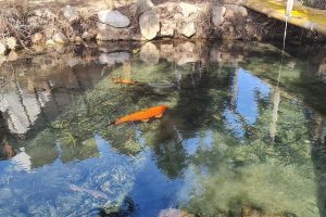 נחל סעדיה – פנינת הטבע הכי מפתיעה של חיפה