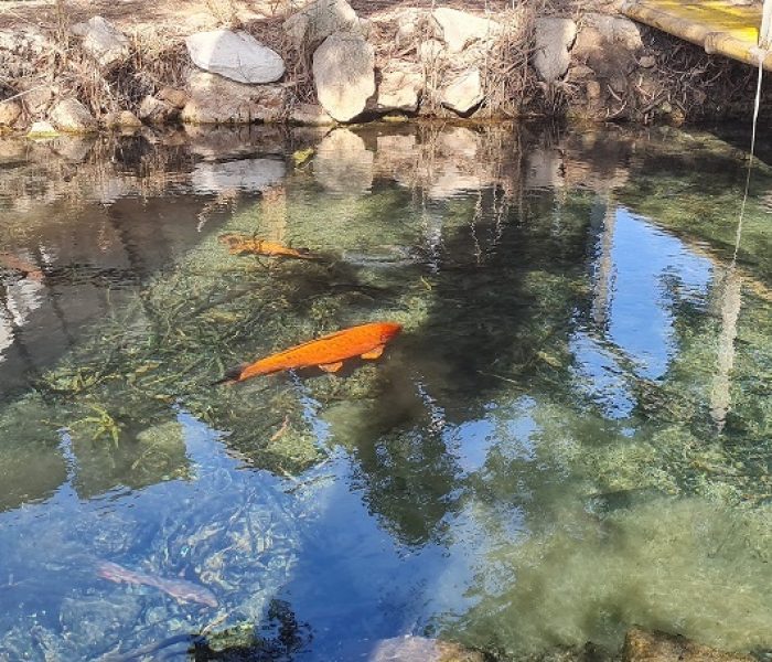 נחל סעדיה – פנינת הטבע הכי מפתיעה של חיפה