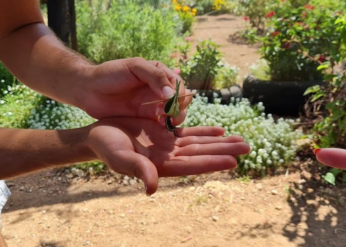 משתלת הפרפרים בחוף הכרמל – אטרקציה לכל המשפחה