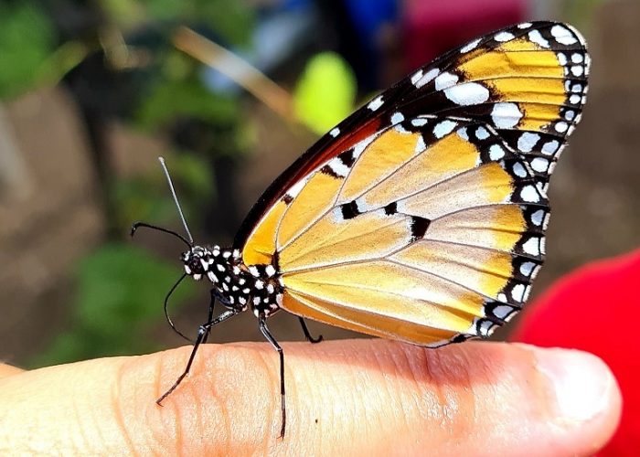 משתלת הפרפרים בחוף הכרמל – אטרקציה לכל המשפחה