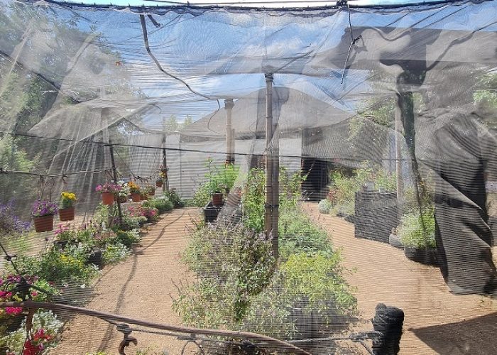 משתלת הפרפרים בחוף הכרמל – אטרקציה לכל המשפחה