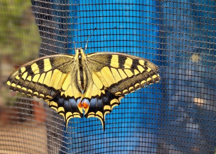 משתלת הפרפרים בחוף הכרמל – אטרקציה לכל המשפחה