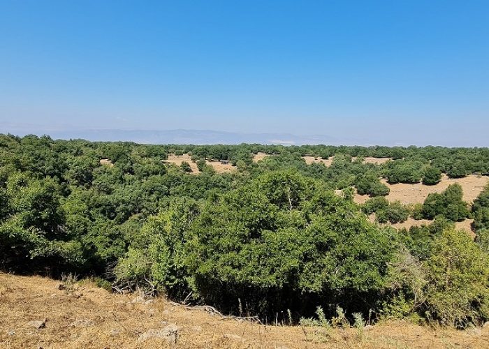בג'ובה הגדולה יער אודם