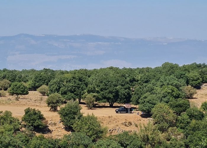 בג'ובה הגדולה יער אודם