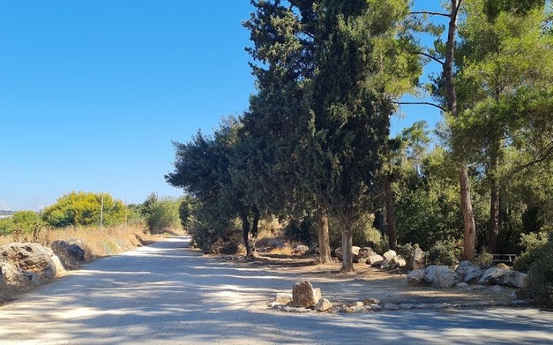 דרך נוף יער ביריה