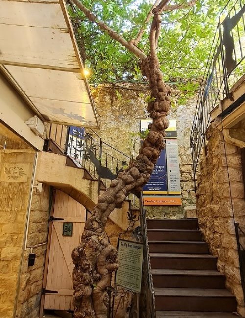 טיול בעיר צפת עם הילדים – מנהרות, פינת חי, מופע אור קולי והמון אומנות