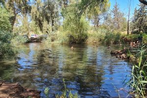 עין צנובר גן ראובן