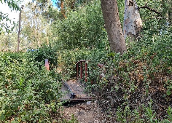 עין צנובר גן ראובן