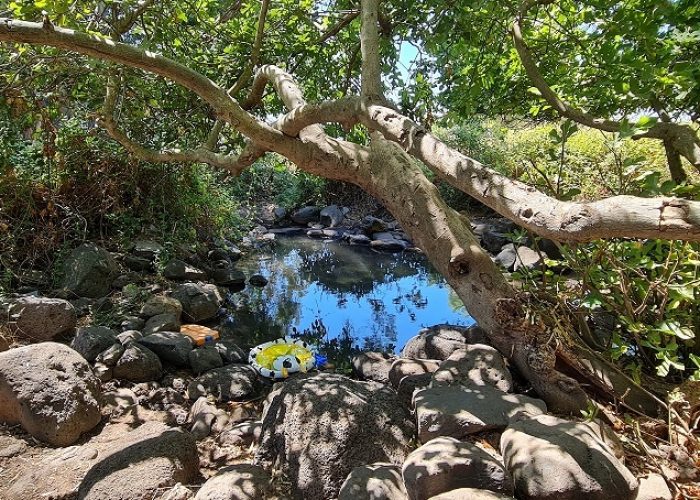 עין פחורה – מעיין צלול תחת עץ התאנה