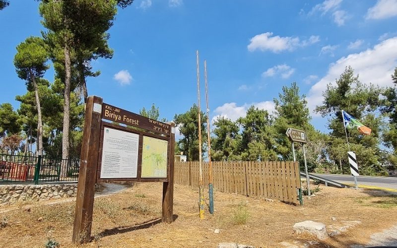 דרך נוף יער ביריה