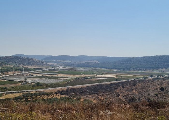 מערת המייש - מערה ובמרכזה עץ המייש הנדיר