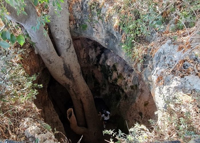 מערת המייש - מערה ובמרכזה עץ המייש הנדיר