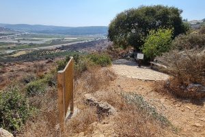 מערת המייש - מערה ובמרכזה עץ המייש הנדיר