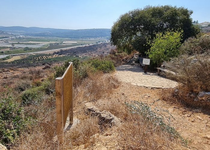 מערת המייש - מערה ובמרכזה עץ המייש הנדיר