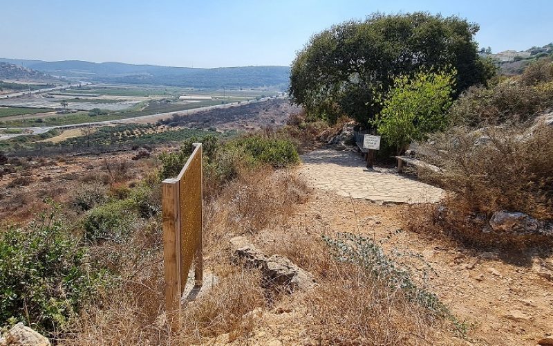 מערת המייש - מערה ובמרכזה עץ המייש הנדיר