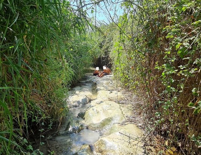 עין עמיקם נחל תנינים בית עלמין אלונה