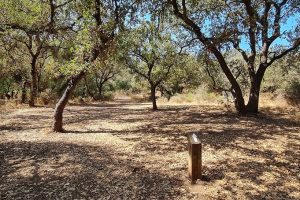 שמורת הטבע אלוני יצחק